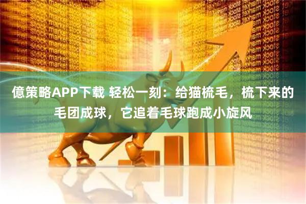 億策略APP下载 轻松一刻：给猫梳毛，梳下来的毛团成球，它追着毛球跑成小旋风